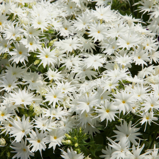 Flower Seeds 50 Phlox Seeds Popstar White