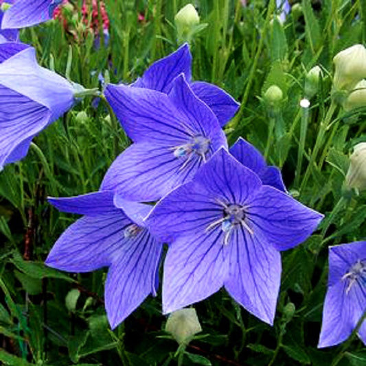 Balloon Flower Seeds Blue 100 Platycodon Seeds Mariestii Blue