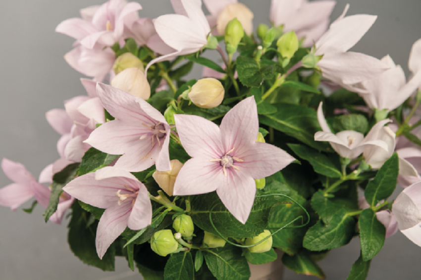 Popstar Pink Platycodon Seeds Balloon Flower 25 Seeds
