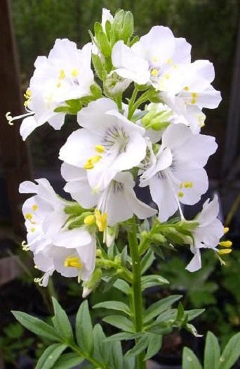 Polemonium Seeds Jacobs Ladder Seeds Pearl White 200 Perennial Seeds