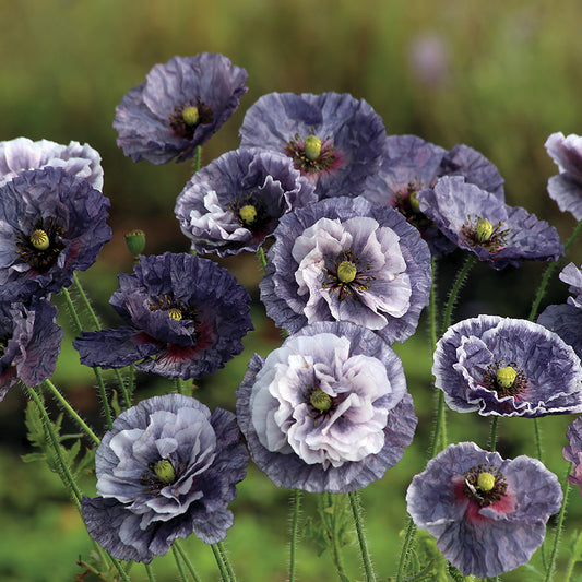 Papaver Seeds 100 Papaver Rhoeas Amazing Grey Poppy Seeds Corn Poppy