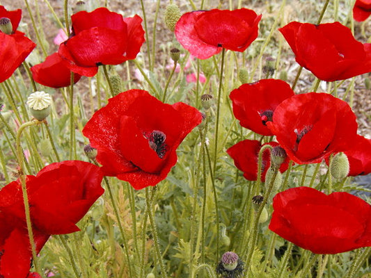 American Legion Poppy Seeds 1,000 thru 25,000 Flower Seeds
