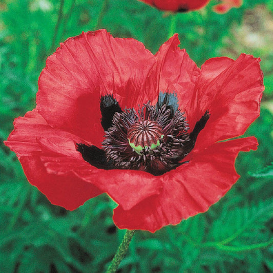 Poppy Seeds Oriental Poppy Beauty Of Livermere 500 Seeds