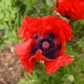 Poppy Seeds Oriental Poppy Beauty Of Livermere 250 Seeds