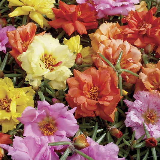 Sundial Mix Portulaca Seeds 25 thru 500 Multi Pelleted Seeds