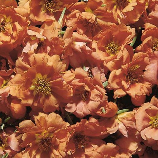 Portulaca Seeds Sundial Tangerine 25 thru 500 Multi Pelleted Seeds