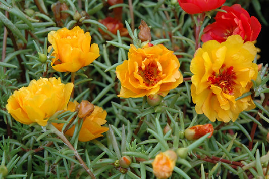 Portulaca Seeds Sundial Tangerine 50 Multi Pelleted Seeds