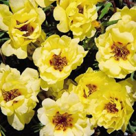 Portulaca Seeds Sundial Yellow 25 thru 500 Multi Pelleted Seeds