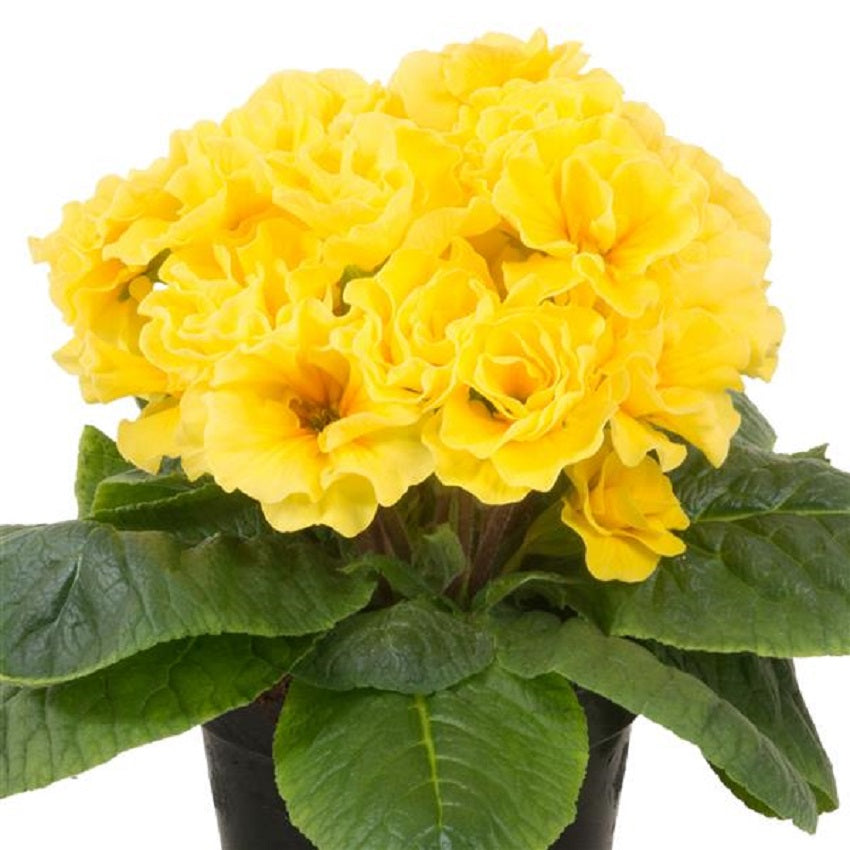 Primula Acaulis Paradiso Double Yellow 25 Primrose Seeds