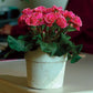 25 Primula Seeds Primlet® Rose Edge Primrose Seeds