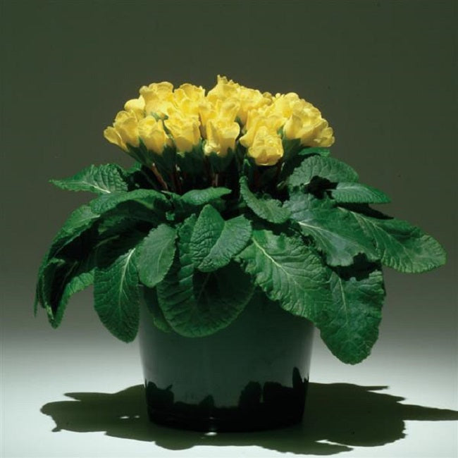 Primrose Seeds | Primlet® Yellow| 25 Primula Seeds – trailingpetunia.com