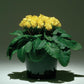 25 Primula Seeds Primlet® Yellow Primrose Seeds