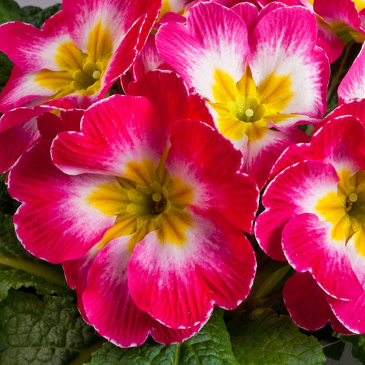 Primula Seeds 50 Primrose Seeds Primula Danova Rose & White Bicolor