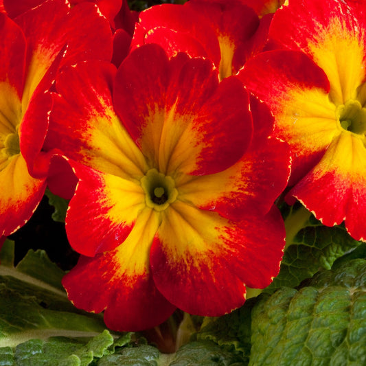 Primula Seeds 50 Primrose Seeds Primula Danova Yellow Red Bicolor