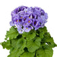 Primula Obconica Touch Me Large Blue 25 Primrose Seeds