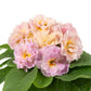 Primula Seeds Paradiso Double Champagne 25 seeds