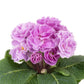 Primula Seeds Paradiso Double Lavender 25 seeds