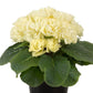 Primula Seeds Paradiso Double Lime 25 seeds