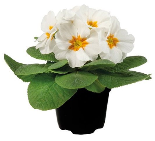 Primula Seeds Primula Paradiso Early White 50 Primrose Seeds
