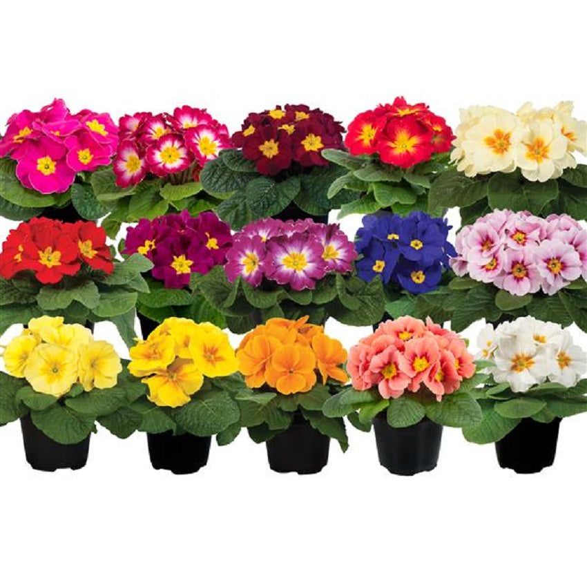 Primula Springtime Mix Primula Seeds Paradiso Early Mix 50 Primrose Seeds – trailingpetunia.com