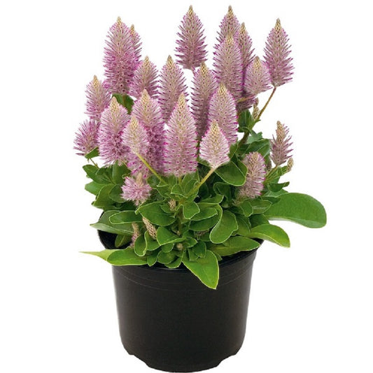 Ptilotus Joey 25 Seeds Ptilotus Seeds Ptilotus Exaltatus