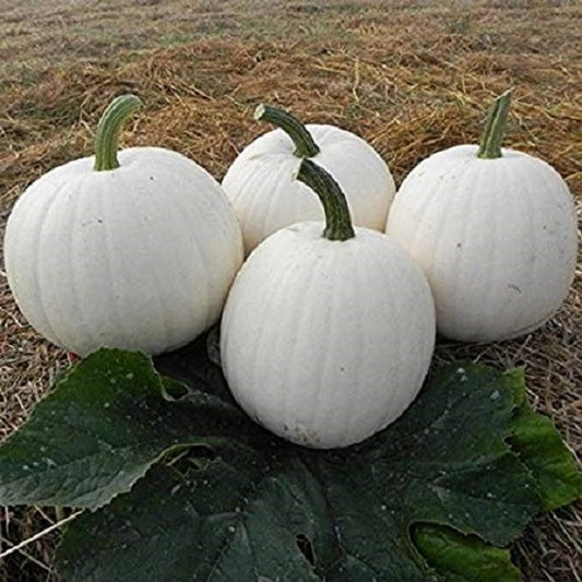 Pumpkin Seeds Casper White Pumpkin 25 Garden Seed
