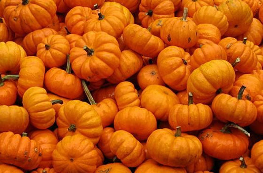 Jack be little Pumpkin Seeds 100 Small Pumpkins