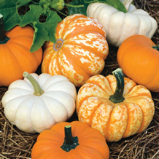 Pumpkin Seeds Mini Harvest Pumpkin 50 Seeds