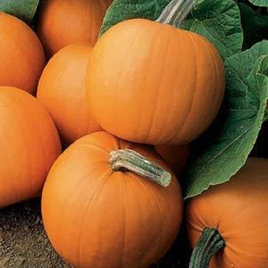 Pumpkin Seeds Pumpkin Orange Smoothie 25 Seeds F1