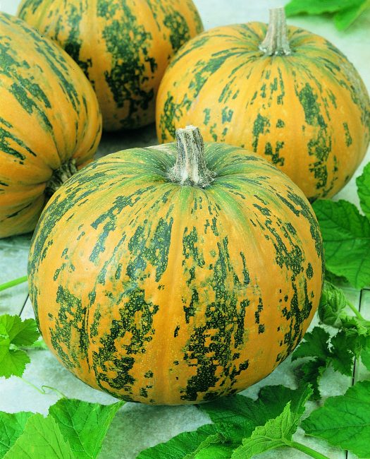 Pepitas Pumpkin Seeds 25 Seeds Pepo Hulless Seeds