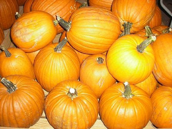 100 Sugar Pie Pumpkin Seeds 6-8 pounds