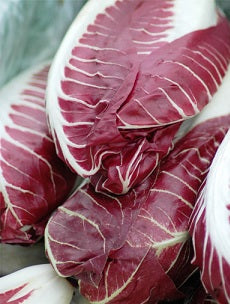 300 Radicchio Seeds Rouge De Verona Garden Seed
