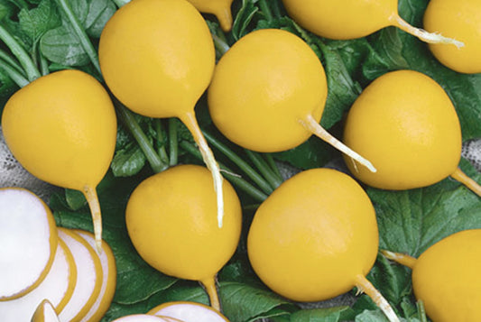 Radish Seeds Golden Helios 100 thru 1,000 seeds Take 25 Days