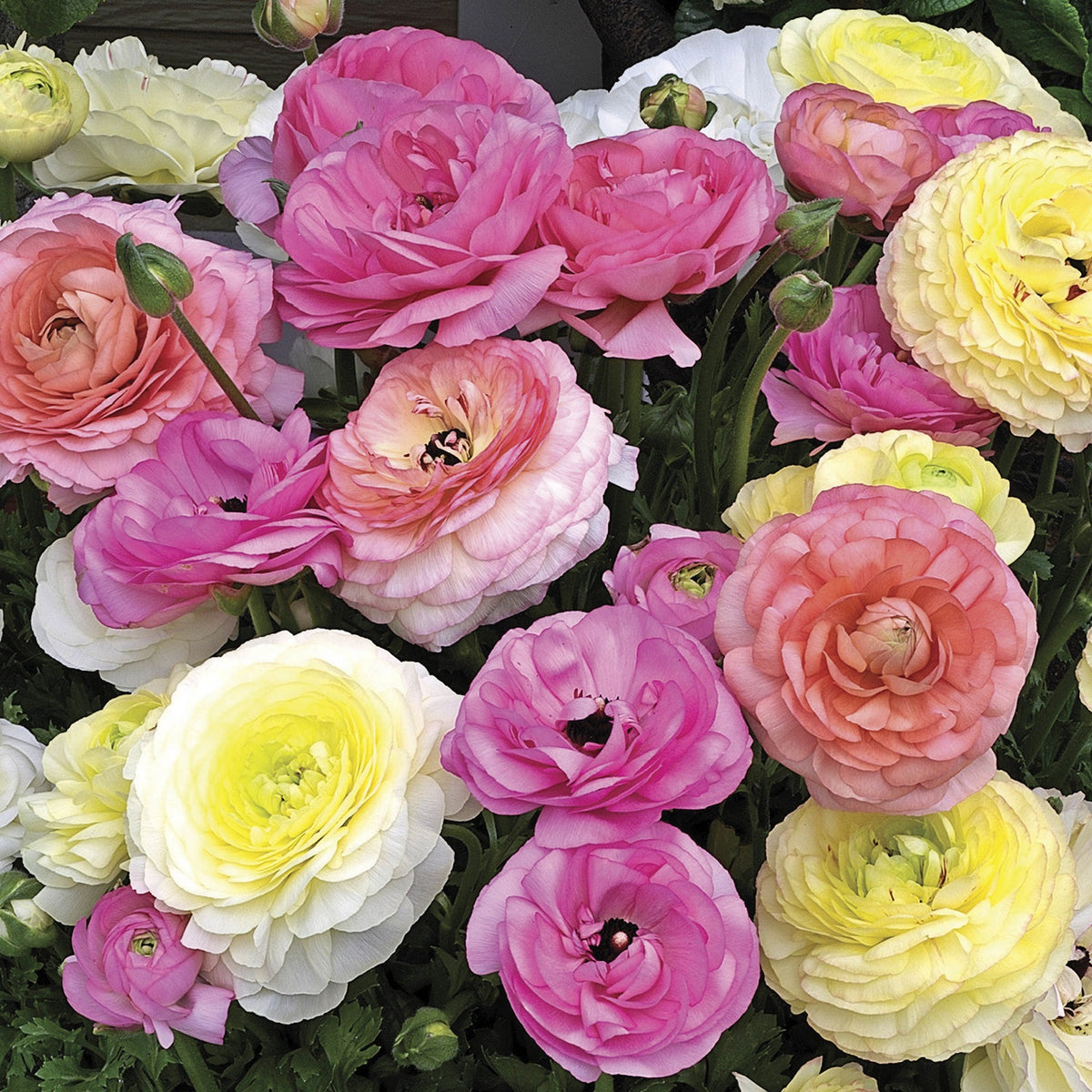 Buy Ranunculus Seeds: Mache Pastel Mix | 25 Pelleted Seeds ...
