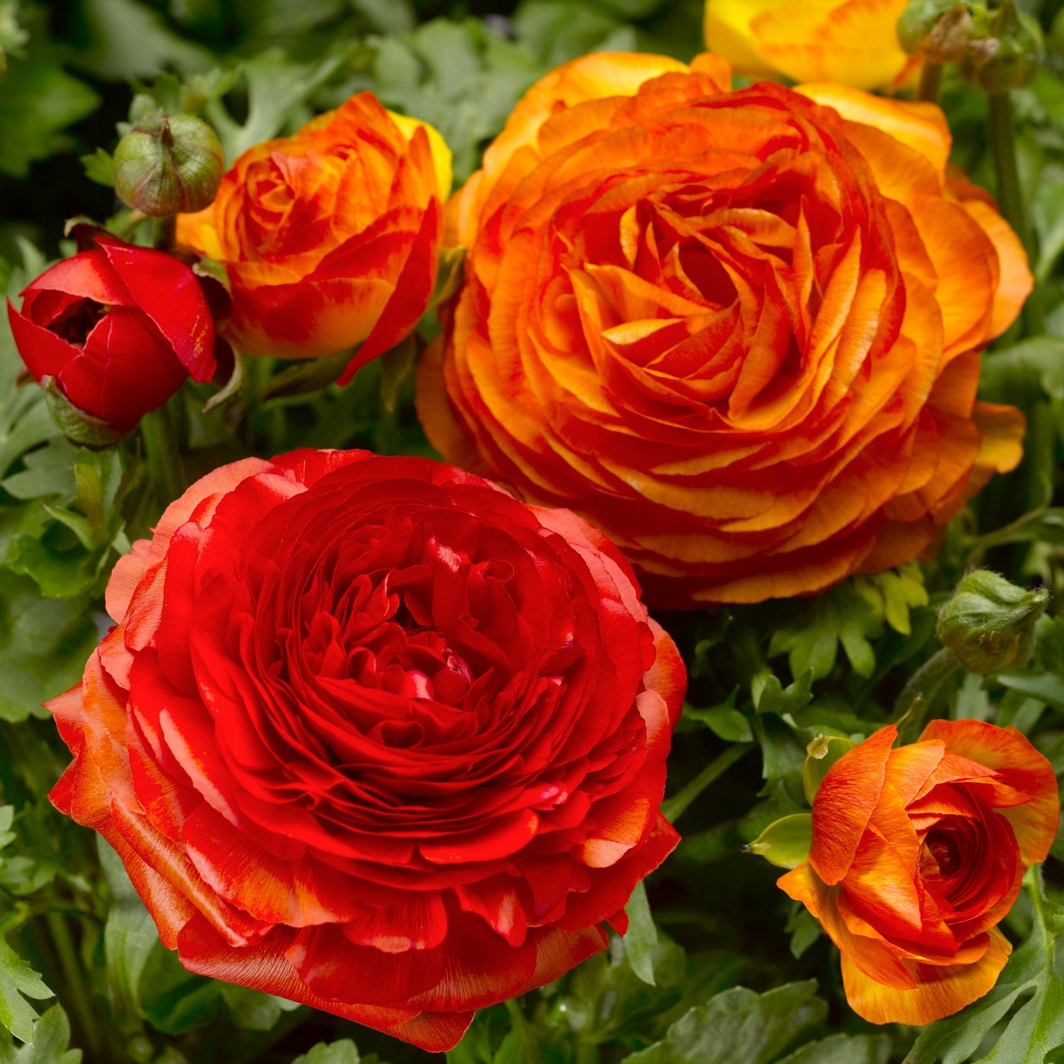 Fire Red Ranunculus Ranunculus Seeds Magic Fire Ball 25 Pelleted Seeds – trailingpetunia.com