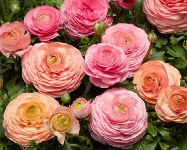ranunculus flower seeds Ranunculus Seeds