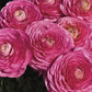 Ranunculus Seeds Magic Rose 25 Pelleted Seeds