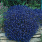 Rock Cress Seeds Casacade blue 100 Aubrieta Seeds