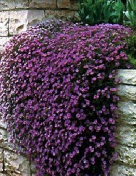Rock Cress Seeds Cascading Purple 50 thru 1,000 Aubrieta Seeds