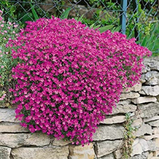 Rock Cress Seed Casacade Red 5,000 Aubrieta Seeds