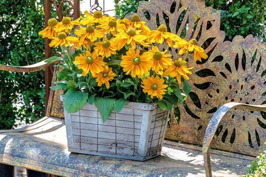 Rudbeckia Seeds 25 Rudbeckia Amarillo Gold Seeds Perennial Seeds