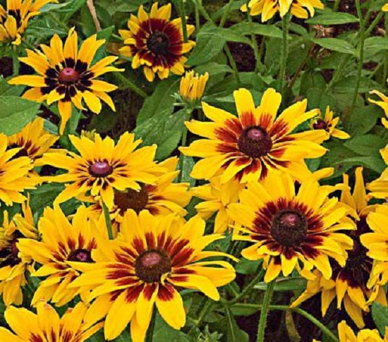 Rudbeckia Seeds Denver Daisy 50 Seeds Rudbeckia Hirta Black Eyed Susan