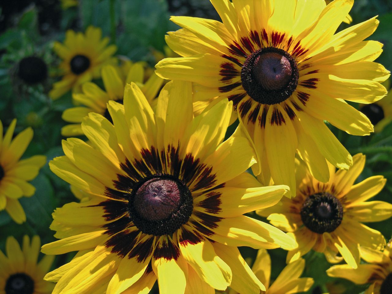 Rudbeckia Seeds Denver Daisy 50 Seeds Rudbeckia Hirta Black Eyed Susan