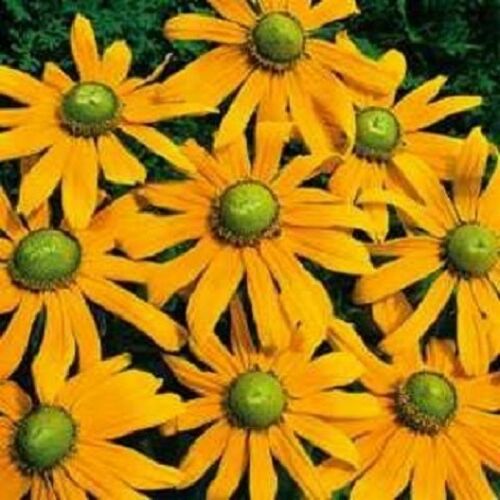 Rudbeckia Seeds Hirta Green Eyes 250 Flower Seeds