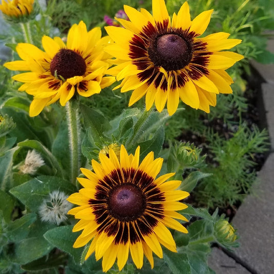 Rudbeckia Sonora 50 Seeds Rudbeckia Black Eyed Susan