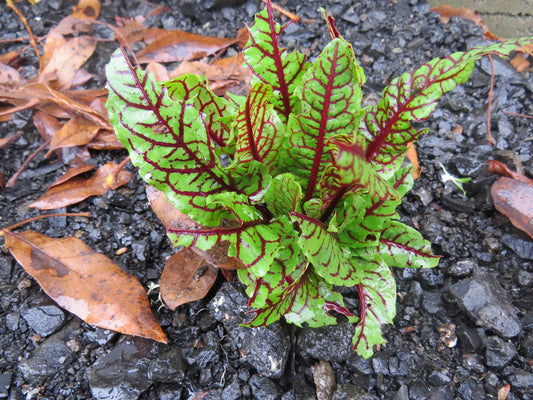 Rumex Bloody Dock Rumex Seeds 25 thru 500 Perennial Seeds
