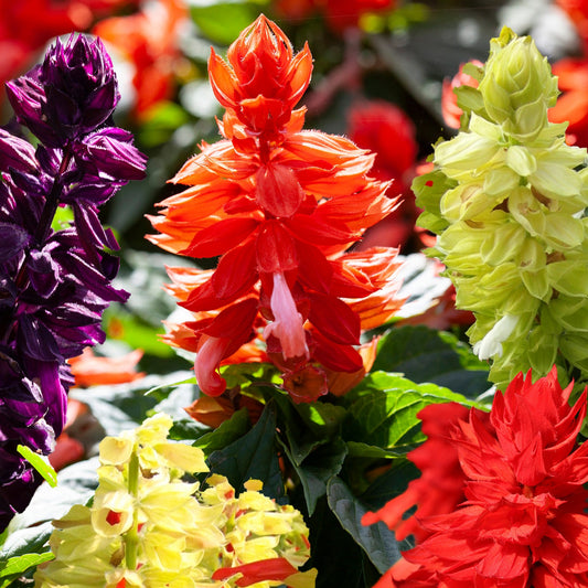 Salvia Seeds Salvia Mojave Formula Mix 50 Flower Seeds