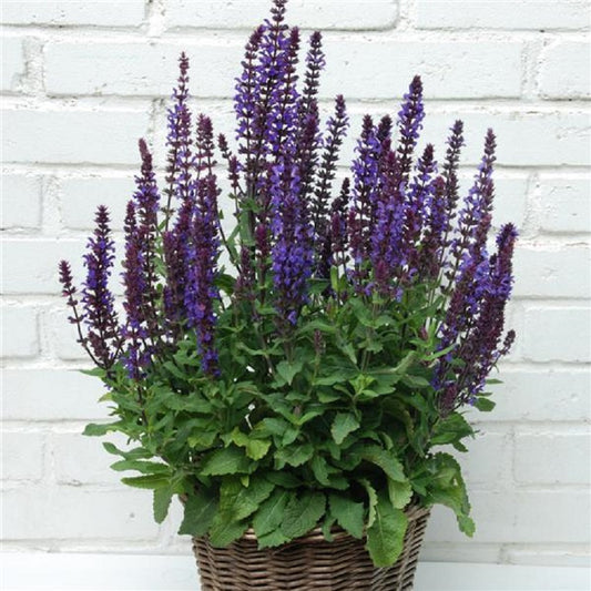 Salvia Seeds New Dimension Blue 50 Perennial Seeds
