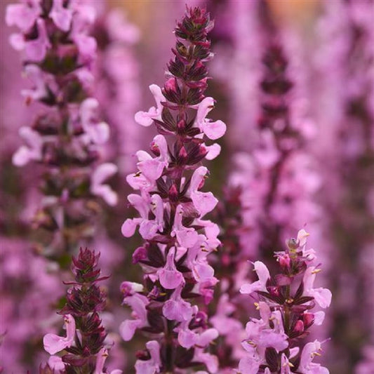 Salvia Seeds New Dimension Rose 50 Perennial Seeds