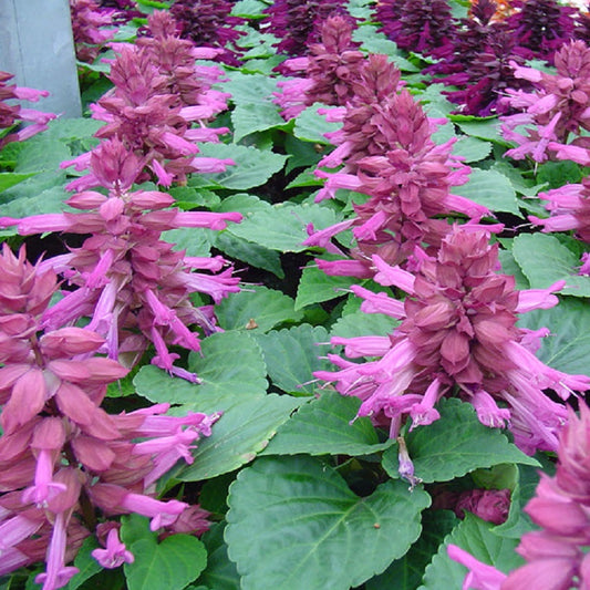 Salvia Seeds Reddy Lavender 50 Annual Flower Seeds